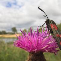 Six Spot Burnet Moth 1 